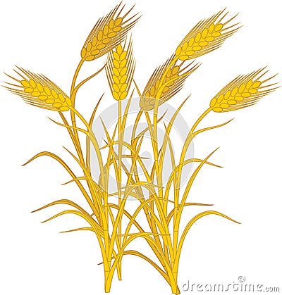 Ripe yellow spikelets of rye Vector Illustration